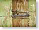 GBplattePost.jpg Still Life Photos woodgrain wood grain photography