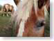 GK01Horses.jpg Fauna Portraits face horses equine mammals animals photography