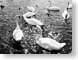 GKswans.jpg Fauna birds avian animals black and white bw grayscale black & white lakes ponds water loch england