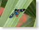 GRoleanderMoth.jpg Fauna insects bugs leaves leafs green closeup close up macro zoom blue photography