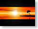 GpalmMacrise.jpg Logos, Apple Landscapes - Water sunrise sunset dawn dusk