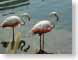 IRflamingoes.jpg Fauna birds avian animals ocean water