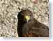 JBharrisHawk.jpg Fauna birds avian animals brown photography