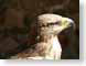 JBtawnyEagle.jpg Fauna birds avian animals brown photography