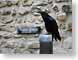 JCHwhiteTower.jpg Fauna birds avian animals castle fortress stones rocks Architecture black london england wall medieval raven