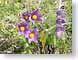 JFSanenome.jpg Flora - Flower Blossoms purple lavendar lavender green photography