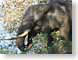 JGpachydermMeal.jpg Fauna african elephants mammals animals photography