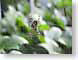 JHspider.jpg insects bugs nature green