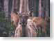 JHyellowstoneElk.jpg Fauna mammals animals yellowstone national park wyoming
