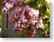 JKMlilacs.jpg Flora - Flower Blossoms closeup close up macro zoom pink photography