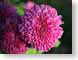 JKMmumsFrosted.jpg Flora - Flower Blossoms closeup close up macro zoom pink photography