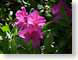 JKpurpleFlower.jpg Flora - Flower Blossoms green closeup close up macro zoom photography