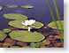 JMlilyPads.jpg Art key lime green keylime grape purple Flora - Flower Blossoms