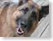 JNbestFriend.jpg Fauna pets animals canine dogs animals photography