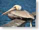 JNcanaveralFauna.jpg Fauna birds avian animals photography florida