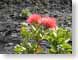 JPRohiaLehua.jpg Flora - Flower Blossoms green closeup close up macro zoom red hawai'i hawaiian islands photography
