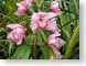 JPRorchids.jpg Flora - Flower Blossoms leaves leafs green closeup close up macro zoom pink hawai'i hawaiian islands photography
