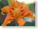 JRBiris.jpg Flora - Flower Blossoms closeup close up macro zoom orange photography