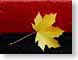 JSredBlackMaple.jpg leaves leafs fall colors Still Life Photos photography