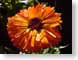 JYcalendula.jpg Flora - Flower Blossoms closeup close up macro zoom orange photography