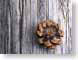 KBpinecone.jpg Still Life Photos closeup close up macro zoom brown woodgrain wood grain photography