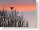 KEKbirdInParadis.jpg Fauna birds avian animals sunrise sunset dawn dusk silhouettes photography
