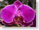 KEorchid.jpg Flora - Flower Blossoms purple lavendar lavender closeup close up macro zoom photography