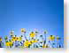 KMconeflowersC.jpg Flora - Flower Blossoms yellow blue photography