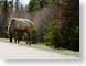 KNmoose.jpg Fauna mammals animals trees forest woods woodlands green moose