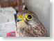 LCfalcon.jpg Fauna Portraits birds avian animals face closeup close up macro zoom photography