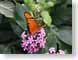 LGAbutterfly.jpg Fauna Flora - Flower Blossoms butterfly moths butterflies insects pink orange photography