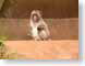 LLbaboon.jpg Fauna monkey monkies primates mammals photography zoo