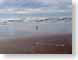 LMClonesomeGull.jpg Landscapes - Water birds avian animals beach sand coast seagulls surf photography
