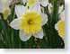 LN01Narcissus.jpg Flora - Flower Blossoms yellow green closeup close up macro zoom photography