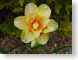 LN02Narcissus.jpg Flora - Flower Blossoms yellow closeup close up macro zoom orange photography