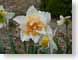 LN03Narcissus.jpg white Flora - Flower Blossoms yellow closeup close up macro zoom photography