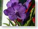 LNascocendaMikas.jpg Flora - Flower Blossoms purple lavendar lavender closeup close up macro zoom photography