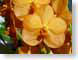 LNascocendaSuksa.jpg Flora - Flower Blossoms yellow closeup close up macro zoom orange photography