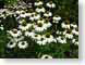 LNconeFlowersW.jpg white Flora - Flower Blossoms green photography