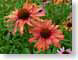 LNfireEchinacea.jpg Flora - Flower Blossoms green closeup close up macro zoom red photography