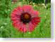 LNgaillardiaBur.jpg Flora - Flower Blossoms green closeup close up macro zoom red photography