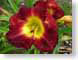 LNhChineseChario.jpg Flora - Flower Blossoms yellow closeup close up macro zoom red photography