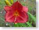 LNhLittleFatDazz.jpg Flora - Flower Blossoms yellow closeup close up macro zoom red photography