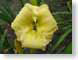 LNhMarbleFaun.jpg Flora - Flower Blossoms yellow closeup close up macro zoom photography