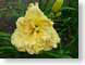 LNhSiloamGreen.jpg Flora - Flower Blossoms yellow closeup close up macro zoom photography