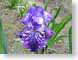 LNirisBatik.jpg Flora - Flower Blossoms purple lavendar lavender closeup close up macro zoom photography