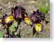 LNirisDidgeridoo.jpg Flora - Flower Blossoms purple lavendar lavender closeup close up macro zoom burgundy photography
