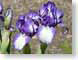 LNirisEchoes.jpg white Flora - Flower Blossoms purple lavendar lavender closeup close up macro zoom photography