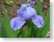 LNirisEramosa.jpg Flora - Flower Blossoms purple lavendar lavender green closeup close up macro zoom photography