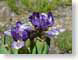 LNirisStipling.jpg white Flora - Flower Blossoms purple lavendar lavender closeup close up macro zoom photography